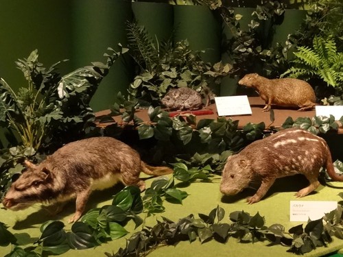 大アマゾン展 東京上野 国立科学博物館