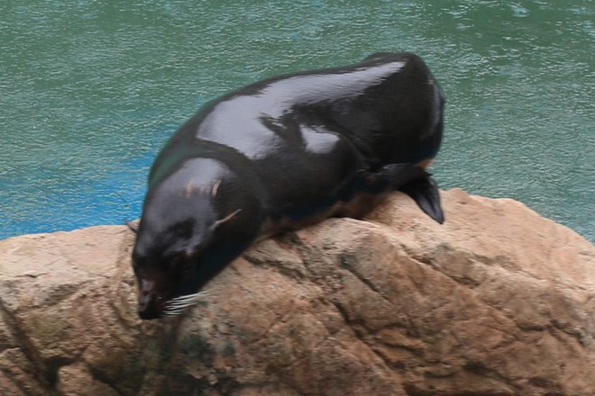雨で予定が狂ったので男が一人でイルカショー＠京都水族館 3/20