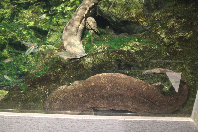 雨で予定が狂ったので男が一人でイルカショー＠京都水族館 3/20