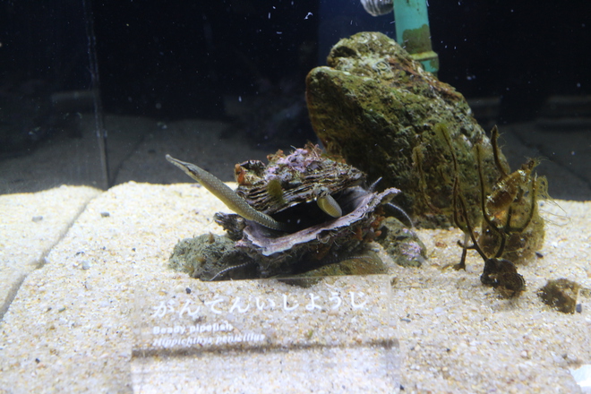 雨で予定が狂ったので男が一人でイルカショー＠京都水族館 3/20