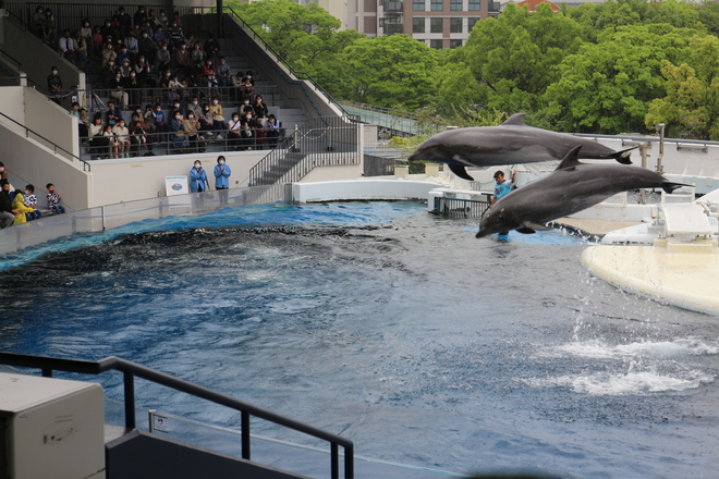 雨で予定が狂ったので男が一人でイルカショー＠京都水族館 3/20