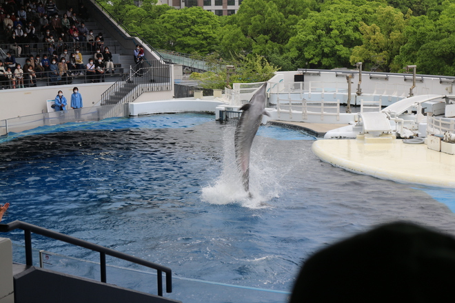雨で予定が狂ったので男が一人でイルカショー＠京都水族館 3/20
