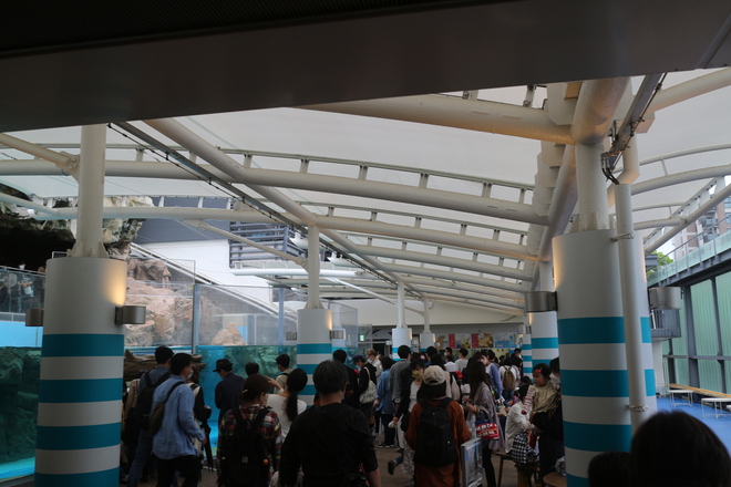 雨で予定が狂ったので男が一人でイルカショー＠京都水族館 3/20