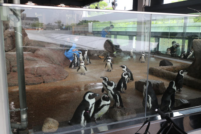 雨で予定が狂ったので男が一人でイルカショー＠京都水族館 3/20