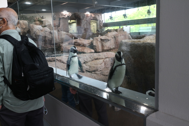 雨で予定が狂ったので男が一人でイルカショー＠京都水族館 3/20