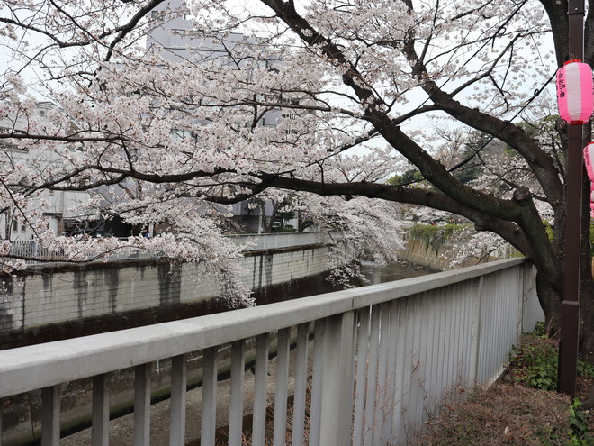 神田川沿いを歩いて花見をして銀座で一服してケーキ買って帰った