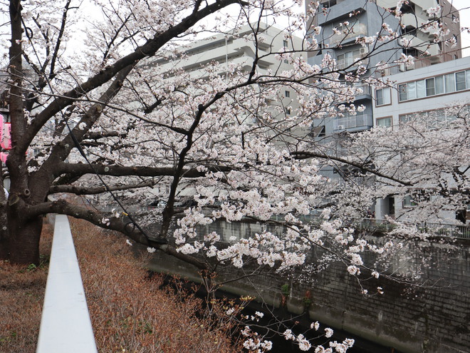 神田川沿いを歩いて花見をして銀座で一服してケーキ買って帰った