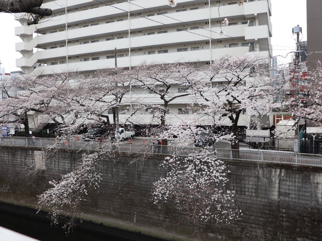 神田川沿いを歩いて花見をして銀座で一服してケーキ買って帰った
