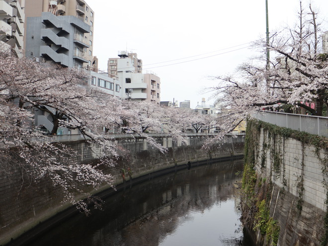 神田川沿いを歩いて花見をして銀座で一服してケーキ買って帰った