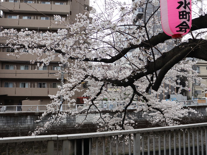 神田川沿いを歩いて花見をして銀座で一服してケーキ買って帰った