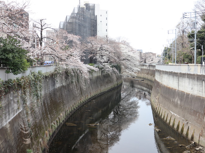 神田川沿いを歩いて花見をして銀座で一服してケーキ買って帰った