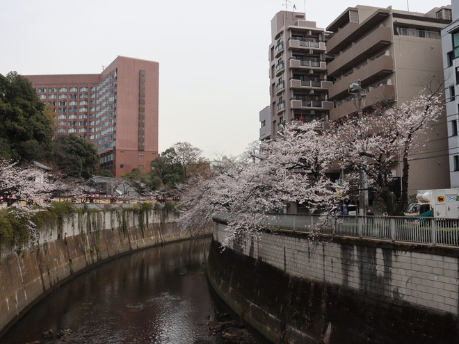 神田川沿いを歩いて花見をして銀座で一服してケーキ買って帰った