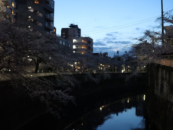 ヨメさんが遅番なので昨日と同じ場所で夜桜見て道草してきた