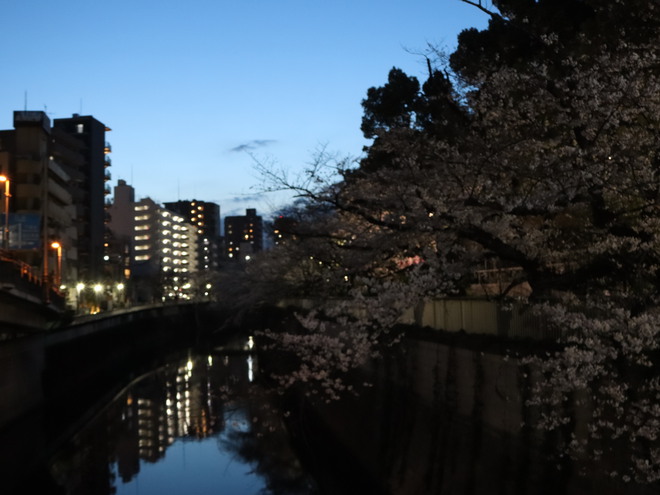 ヨメさんが遅番なので昨日と同じ場所で夜桜見て道草してきた