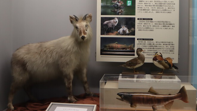 山形県立博物館〝縄文の女神〟を拝みに行こう 24/25