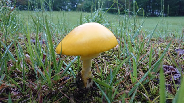 父子キャンで「食欲と芸術の秋」