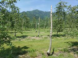 風前のM9自根 風前のM9自根
