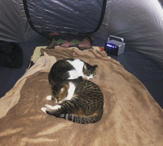 猫キャンプ