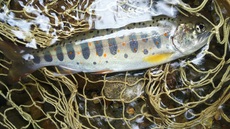 渓流ルアー釣行 ｗ ＭＴ