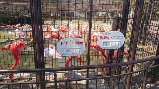 王子動物園に行ってきた。
