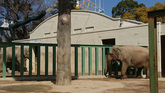 王子動物園に行ってきた。