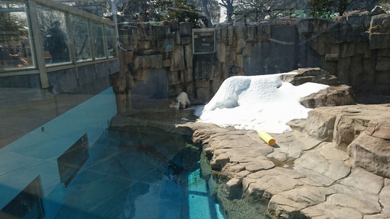 王子動物園に行ってきた。