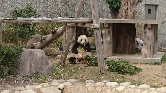 王子動物園に行ってきた。