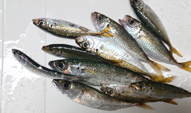 コスモスクエアでショアジギングとサビキ釣り