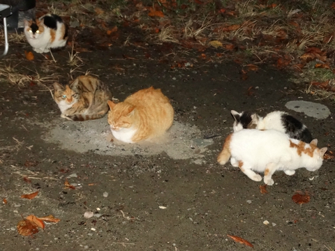 冬のハイシーズン前に猫の集団とキャンプ：青野原オートキャンプ場