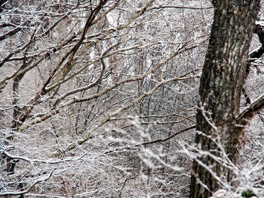 大野アルプスランド その後　～ 雪の大野山ハイキング ～