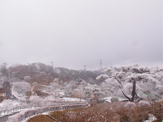 大野アルプスランド その後　～ 雪の大野山ハイキング ～