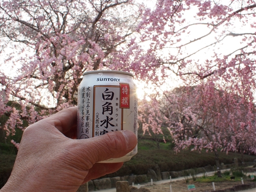 お花見キャンプ2018 at 笠置キャンプ場　～ 満開の夜桜を愉んで ～