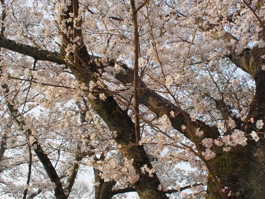 お花見キャンプ2018 at 笠置キャンプ場　～ 満開の夜桜を愉んで ～