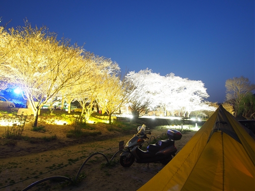 お花見キャンプ2018 at 笠置キャンプ場　～ 満開の夜桜を愉んで ～