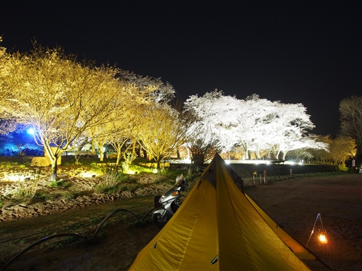 お花見キャンプ2018 at 笠置キャンプ場　～ 満開の夜桜を愉んで ～