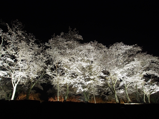 お花見キャンプ2018 at 笠置キャンプ場　～ 満開の夜桜を愉んで ～