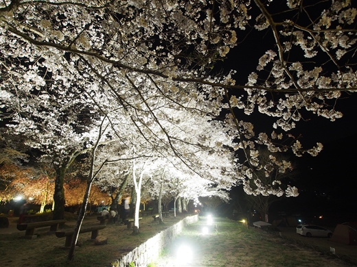 お花見キャンプ2018 at 笠置キャンプ場　～ 満開の夜桜を愉んで ～