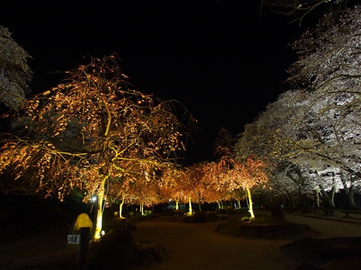 お花見キャンプ2018 at 笠置キャンプ場　～ 満開の夜桜を愉んで ～