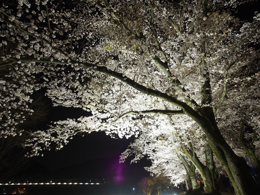 お花見キャンプ2018 at 笠置キャンプ場　～ 満開の夜桜を愉んで ～