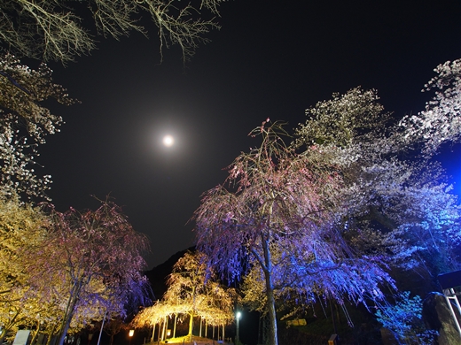 お花見キャンプ2018 at 笠置キャンプ場　～ 満開の夜桜を愉んで ～