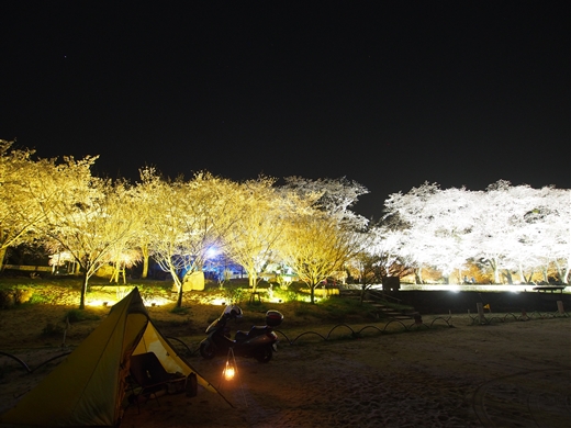 お花見キャンプ2018 at 笠置キャンプ場　～ 満開の夜桜を愉んで ～