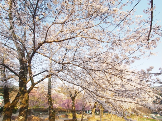 お花見キャンプ2018 at 笠置キャンプ場　～ 満開の夜桜を愉んで ～