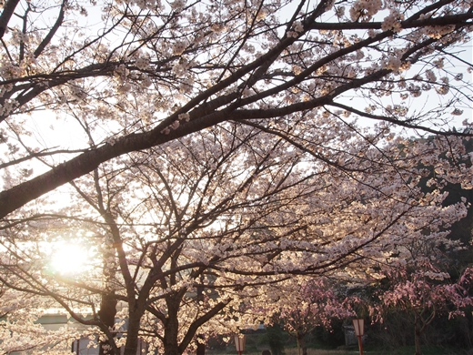 お花見キャンプ2018 at 笠置キャンプ場　～ 満開の夜桜を愉んで ～