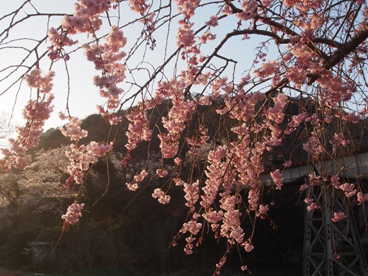 お花見キャンプ2018 at 笠置キャンプ場　～ 満開の夜桜を愉んで ～