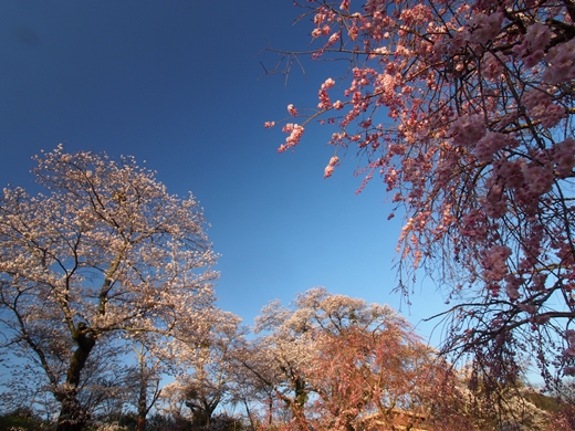 お花見キャンプ2018 at 笠置キャンプ場　～ 満開の夜桜を愉んで ～