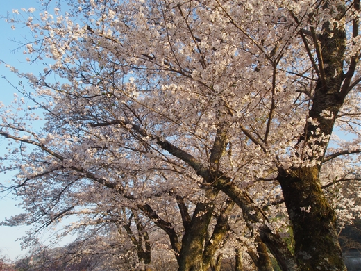 お花見キャンプ2018 at 笠置キャンプ場　～ 満開の夜桜を愉んで ～