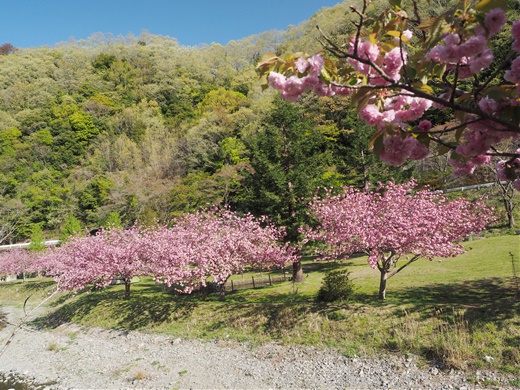 いつものキャンプ場にて　～ ごそごそ遊んでます　そして八重桜満開 ♪ ～