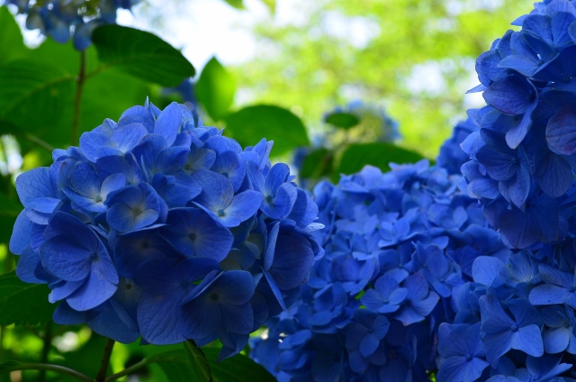 紫陽花寺からのキャンプ