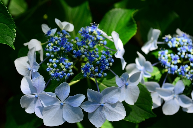 紫陽花寺からのキャンプ