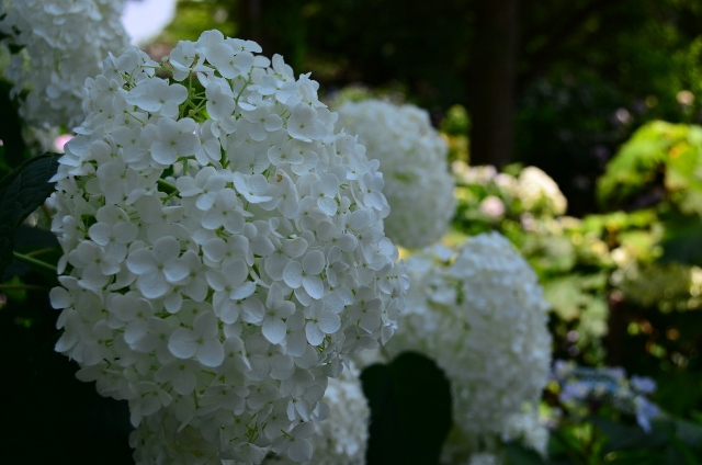 紫陽花寺からのキャンプ